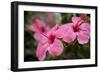 Hibiscus Flower, Cozumel, Mexico-Jim Engelbrecht-Framed Photographic Print