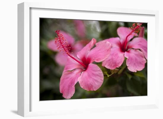 Hibiscus Flower, Cozumel, Mexico-Jim Engelbrecht-Framed Photographic Print