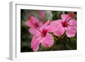 Hibiscus Flower, Cozumel, Mexico-Jim Engelbrecht-Framed Photographic Print