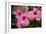 Hibiscus Flower, Cozumel, Mexico-Jim Engelbrecht-Framed Photographic Print