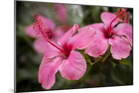 Hibiscus Flower, Cozumel, Mexico-Jim Engelbrecht-Mounted Photographic Print