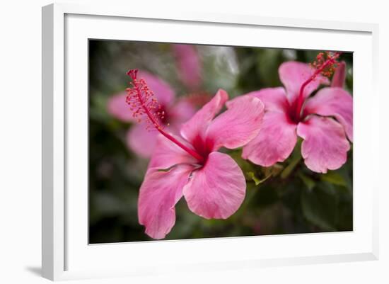 Hibiscus Flower, Cozumel, Mexico-Jim Engelbrecht-Framed Photographic Print