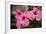 Hibiscus Flower, Cozumel, Mexico-Jim Engelbrecht-Framed Photographic Print