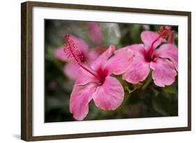 Hibiscus Flower, Cozumel, Mexico-Jim Engelbrecht-Framed Photographic Print