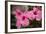 Hibiscus Flower, Cozumel, Mexico-Jim Engelbrecht-Framed Photographic Print