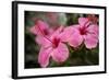 Hibiscus Flower, Cozumel, Mexico-Jim Engelbrecht-Framed Photographic Print