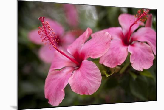 Hibiscus Flower, Cozumel, Mexico-Jim Engelbrecht-Mounted Photographic Print