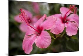 Hibiscus Flower, Cozumel, Mexico-Jim Engelbrecht-Mounted Photographic Print