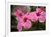 Hibiscus Flower, Cozumel, Mexico-Jim Engelbrecht-Framed Photographic Print