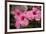 Hibiscus Flower, Cozumel, Mexico-Jim Engelbrecht-Framed Photographic Print