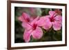 Hibiscus Flower, Cozumel, Mexico-Jim Engelbrecht-Framed Photographic Print