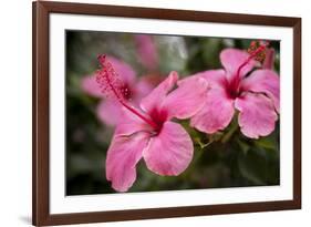 Hibiscus Flower, Cozumel, Mexico-Jim Engelbrecht-Framed Photographic Print