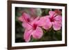 Hibiscus Flower, Cozumel, Mexico-Jim Engelbrecht-Framed Photographic Print