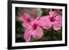 Hibiscus Flower, Cozumel, Mexico-Jim Engelbrecht-Framed Photographic Print