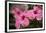 Hibiscus Flower, Cozumel, Mexico-Jim Engelbrecht-Framed Photographic Print