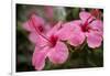 Hibiscus Flower, Cozumel, Mexico-Jim Engelbrecht-Framed Photographic Print