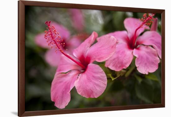 Hibiscus Flower, Cozumel, Mexico-Jim Engelbrecht-Framed Photographic Print