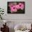 Hibiscus Flower, Cozumel, Mexico-Jim Engelbrecht-Framed Photographic Print displayed on a wall