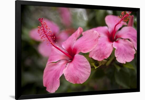 Hibiscus Flower, Cozumel, Mexico-Jim Engelbrecht-Framed Photographic Print