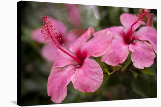 Hibiscus Flower, Cozumel, Mexico-Jim Engelbrecht-Stretched Canvas