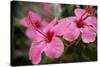 Hibiscus Flower, Cozumel, Mexico-Jim Engelbrecht-Stretched Canvas