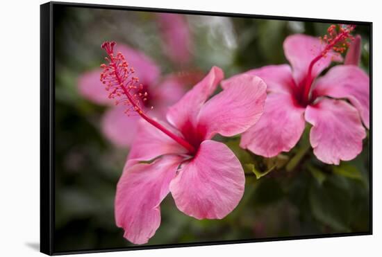 Hibiscus Flower, Cozumel, Mexico-Jim Engelbrecht-Framed Stretched Canvas