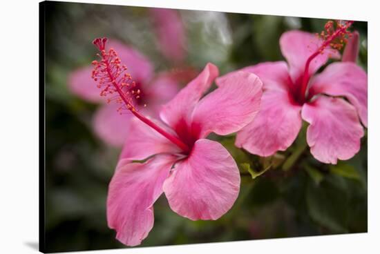 Hibiscus Flower, Cozumel, Mexico-Jim Engelbrecht-Stretched Canvas