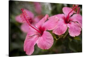 Hibiscus Flower, Cozumel, Mexico-Jim Engelbrecht-Stretched Canvas