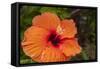 Hibiscus Flower, Cozumel, Mexico-Jim Engelbrecht-Framed Stretched Canvas