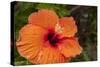 Hibiscus Flower, Cozumel, Mexico-Jim Engelbrecht-Stretched Canvas