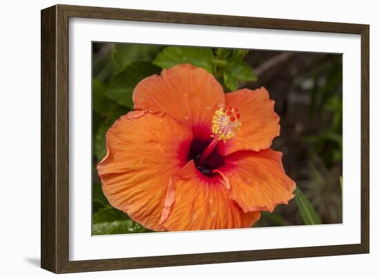 Hibiscus Flower, Cozumel, Mexico-Jim Engelbrecht-Framed Photographic Print