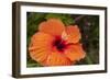 Hibiscus Flower, Cozumel, Mexico-Jim Engelbrecht-Framed Photographic Print