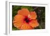 Hibiscus Flower, Cozumel, Mexico-Jim Engelbrecht-Framed Photographic Print