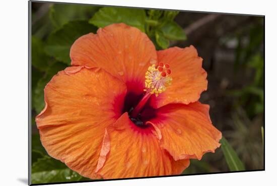 Hibiscus Flower, Cozumel, Mexico-Jim Engelbrecht-Mounted Photographic Print