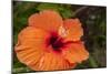 Hibiscus Flower, Cozumel, Mexico-Jim Engelbrecht-Mounted Photographic Print