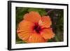 Hibiscus Flower, Cozumel, Mexico-Jim Engelbrecht-Framed Photographic Print