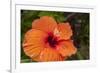 Hibiscus Flower, Cozumel, Mexico-Jim Engelbrecht-Framed Photographic Print