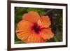 Hibiscus Flower, Cozumel, Mexico-Jim Engelbrecht-Framed Photographic Print