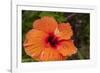 Hibiscus Flower, Cozumel, Mexico-Jim Engelbrecht-Framed Photographic Print