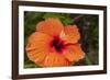 Hibiscus Flower, Cozumel, Mexico-Jim Engelbrecht-Framed Photographic Print