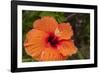 Hibiscus Flower, Cozumel, Mexico-Jim Engelbrecht-Framed Photographic Print