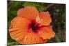 Hibiscus Flower, Cozumel, Mexico-Jim Engelbrecht-Mounted Photographic Print