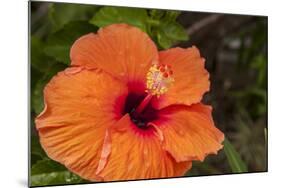 Hibiscus Flower, Cozumel, Mexico-Jim Engelbrecht-Mounted Photographic Print