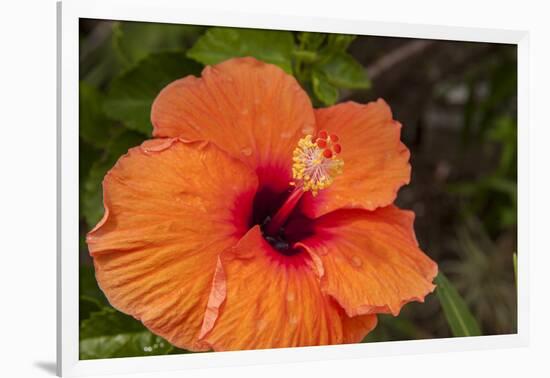 Hibiscus Flower, Cozumel, Mexico-Jim Engelbrecht-Framed Photographic Print