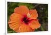 Hibiscus Flower, Cozumel, Mexico-Jim Engelbrecht-Framed Photographic Print