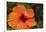 Hibiscus Flower, Cozumel, Mexico-Jim Engelbrecht-Framed Photographic Print