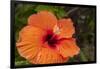 Hibiscus Flower, Cozumel, Mexico-Jim Engelbrecht-Framed Photographic Print