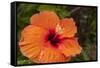 Hibiscus Flower, Cozumel, Mexico-Jim Engelbrecht-Framed Stretched Canvas