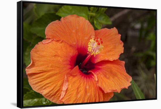 Hibiscus Flower, Cozumel, Mexico-Jim Engelbrecht-Framed Stretched Canvas