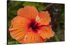 Hibiscus Flower, Cozumel, Mexico-Jim Engelbrecht-Stretched Canvas